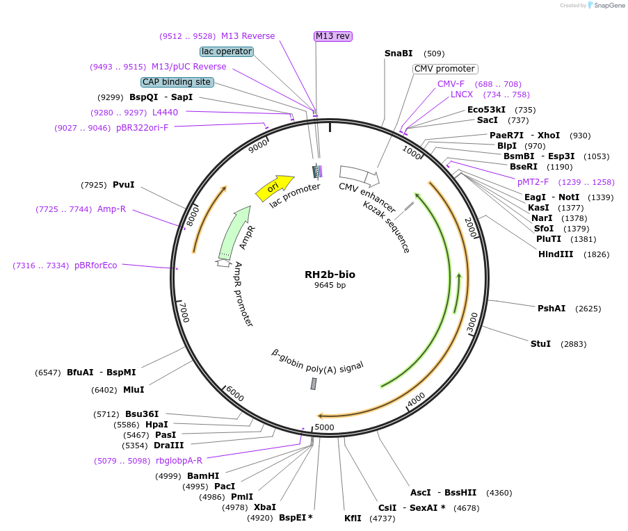 47778-plasmid-map-sequence-id-68797