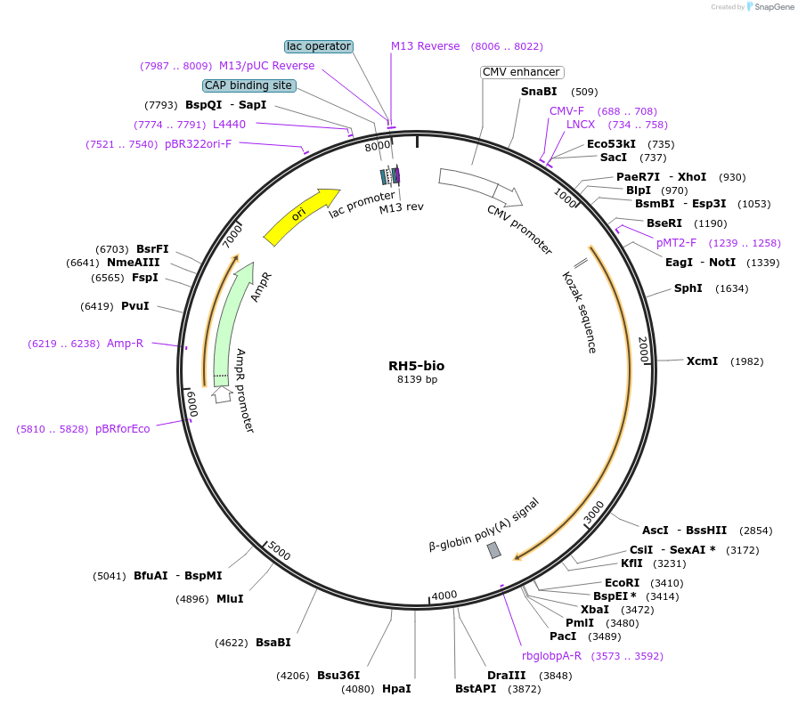 47780-plasmid-map-sequence-id-68799