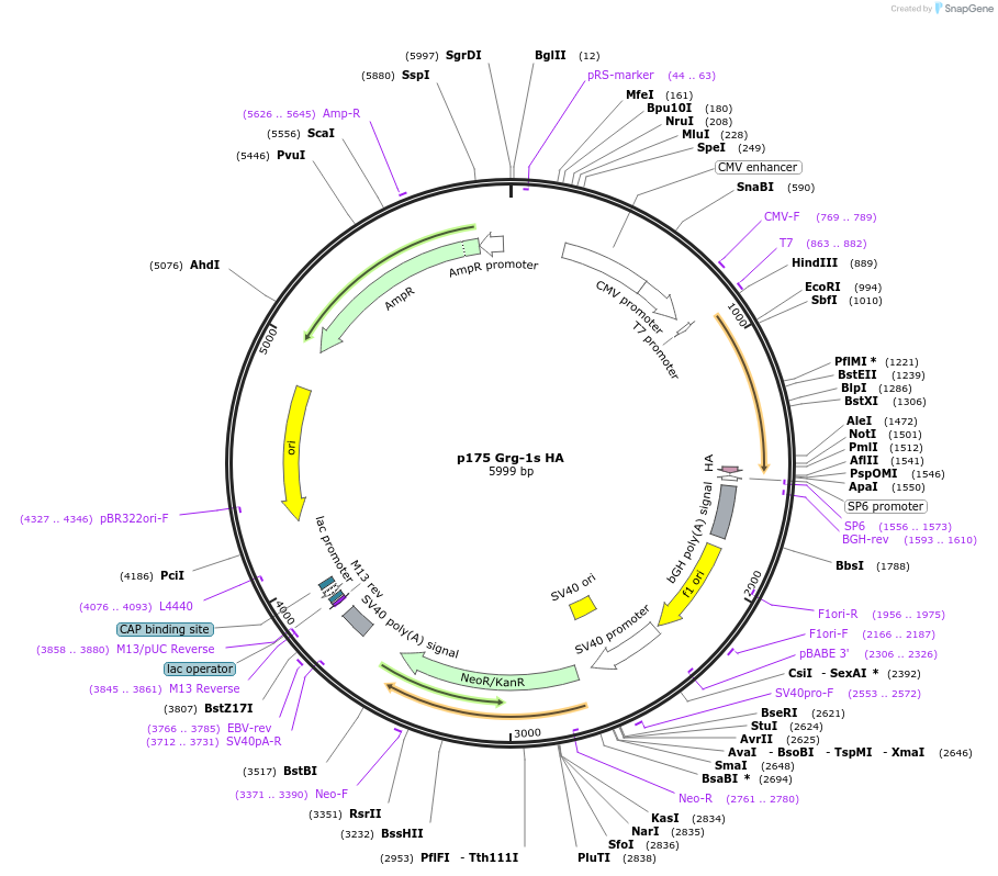 11064-plasmid-map-sequence-id-6880