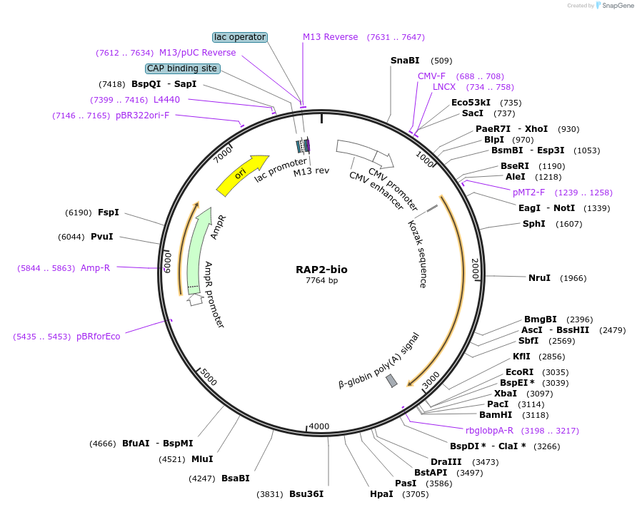 47795-plasmid-map-sequence-id-68801