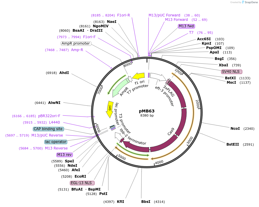 47945-plasmid-map-sequence-id-68805