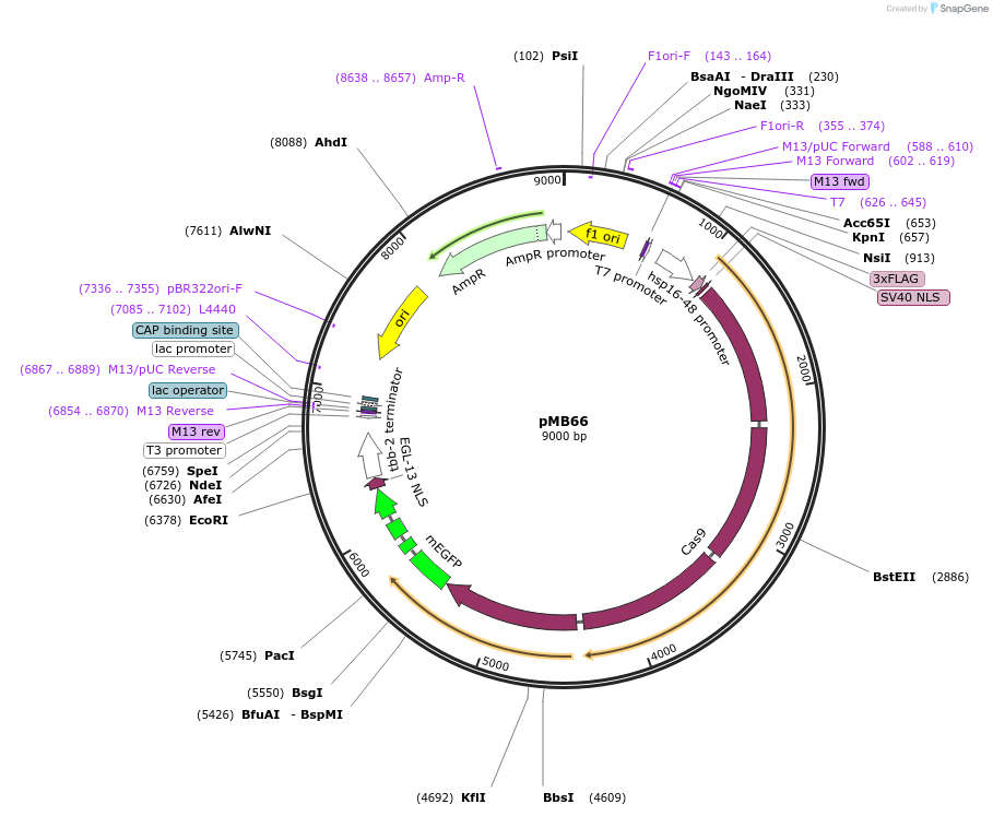47946-plasmid-map-sequence-id-68806