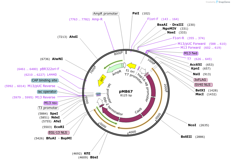 47947-plasmid-map-sequence-id-68808