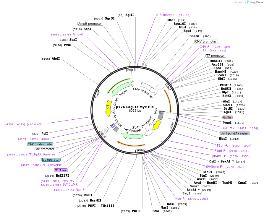 11065-plasmid-map-sequence-id-6881
