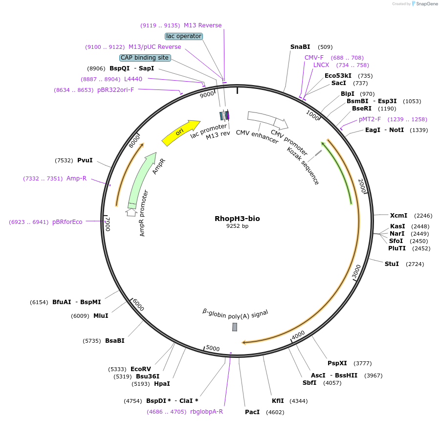 47781-plasmid-map-sequence-id-68810