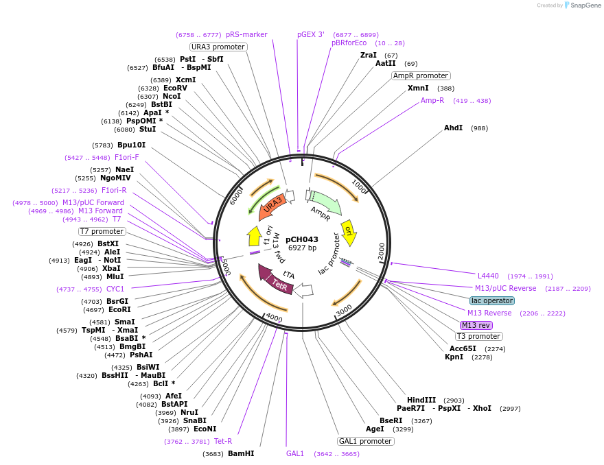 47949-plasmid-map-sequence-id-68813