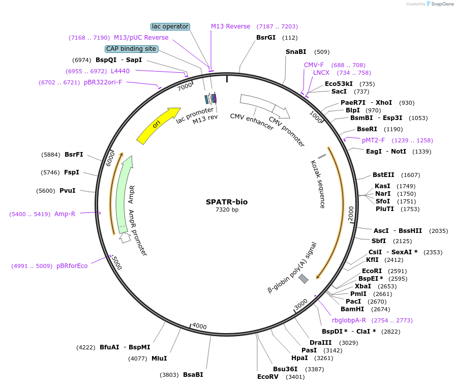 47782-plasmid-map-sequence-id-68814