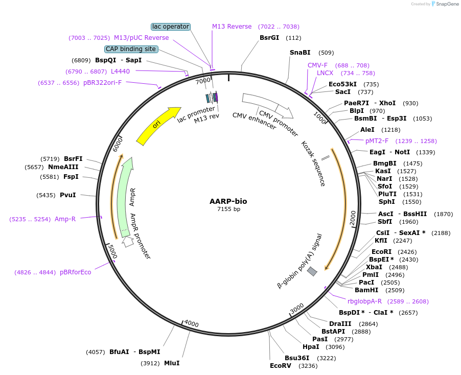 47783-plasmid-map-sequence-id-68815