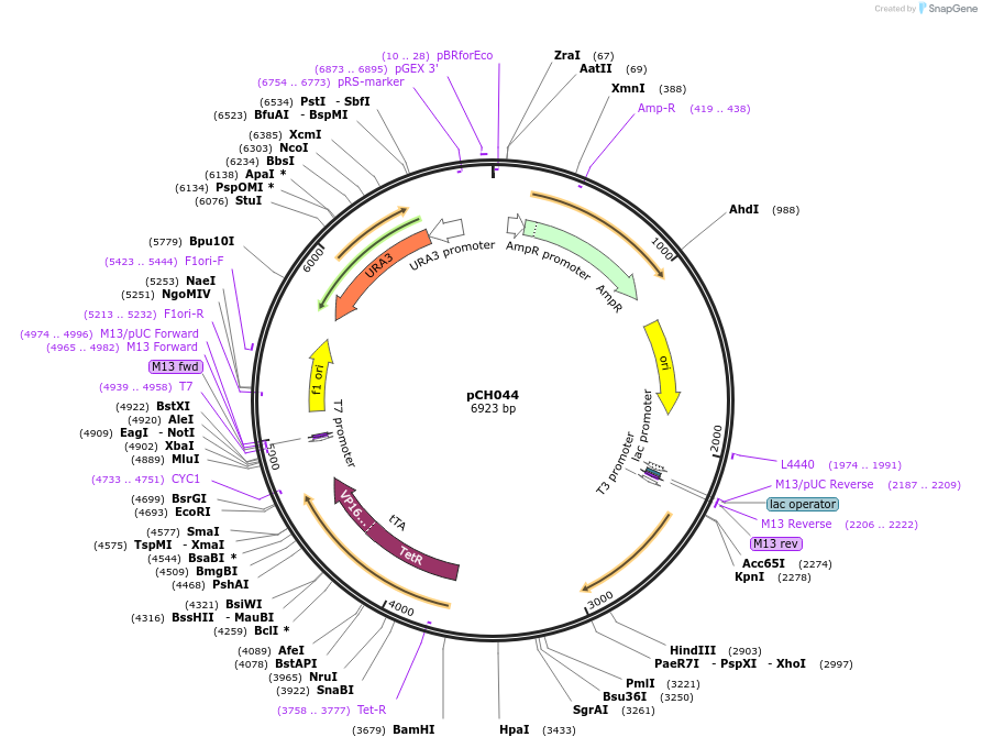 47950-plasmid-map-sequence-id-68816