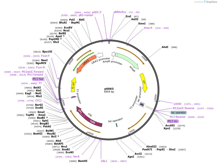 47951-plasmid-map-sequence-id-68818