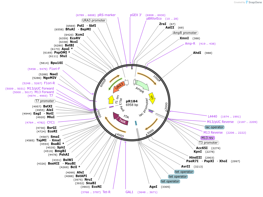 47952-plasmid-map-sequence-id-68819