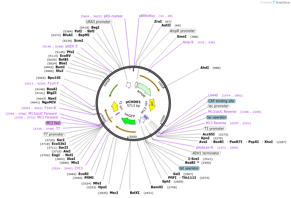47953-plasmid-map-sequence-id-68820
