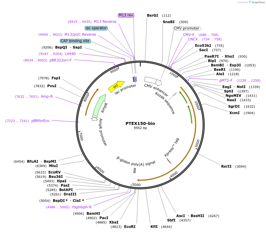 47788-plasmid-map-sequence-id-68825