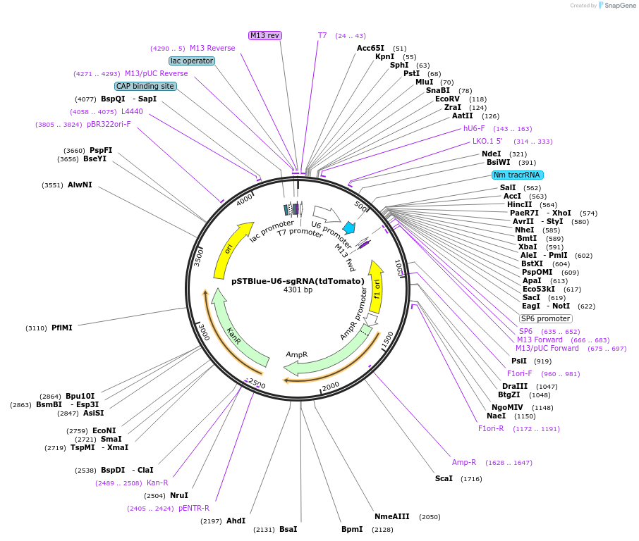 47871-plasmid-map-sequence-id-68838
