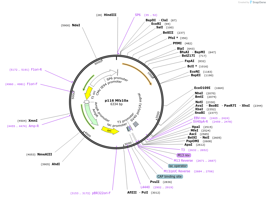 11070-plasmid-map-sequence-id-6884