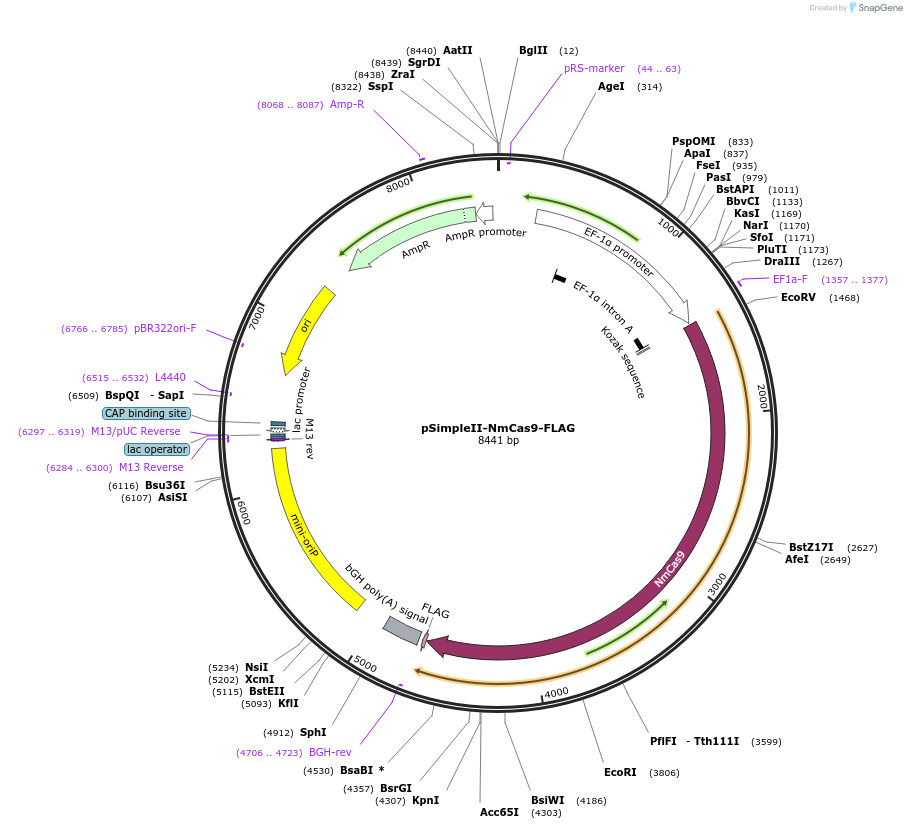 47872-plasmid-map-sequence-id-68855