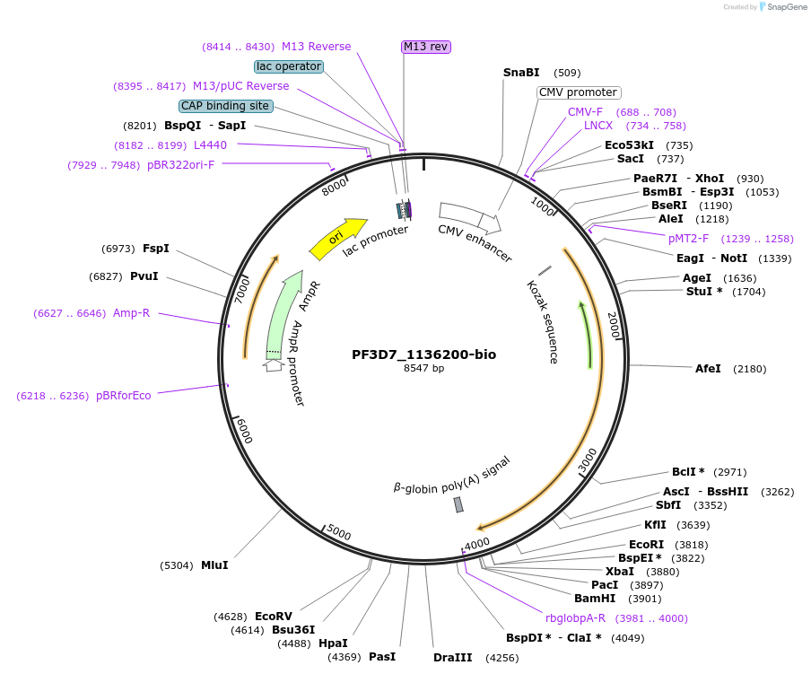 47730-plasmid-map-sequence-id-68870
