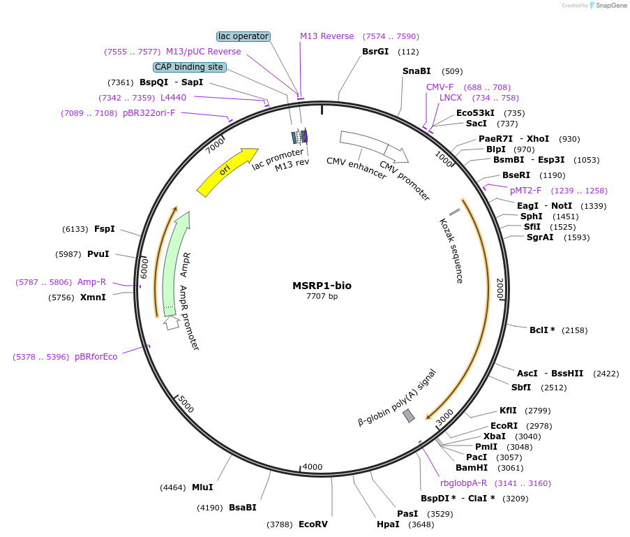 47736-plasmid-map-sequence-id-68872