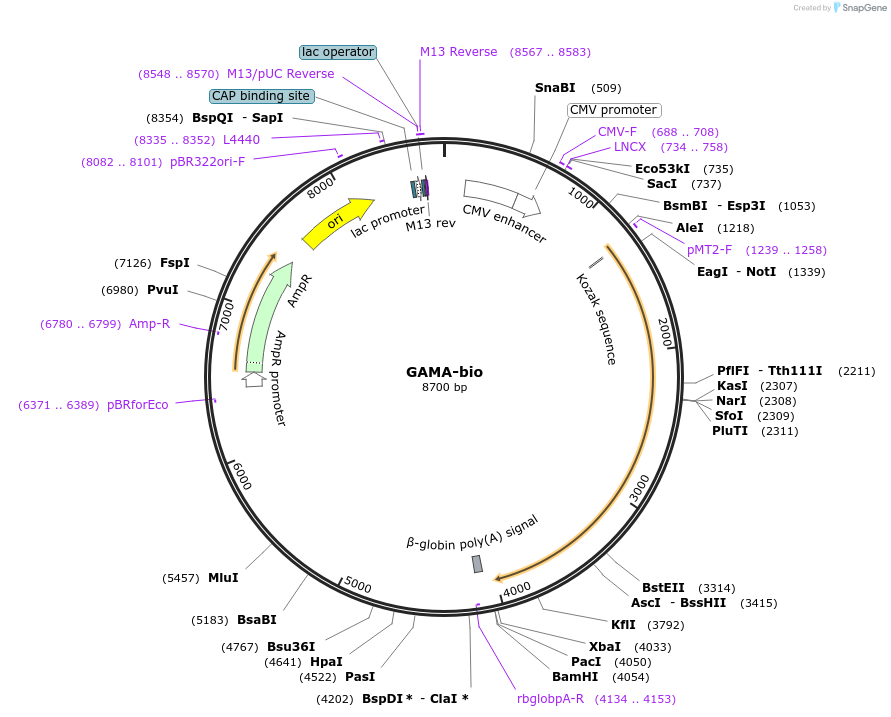 47747-plasmid-map-sequence-id-68877