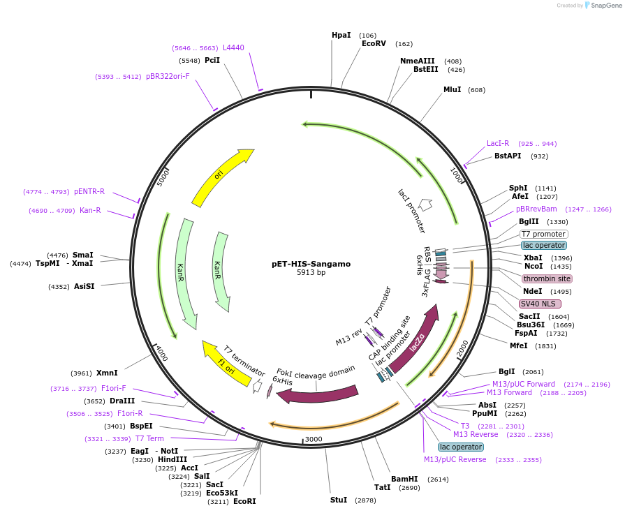 40786-plasmid-map-sequence-id-68901