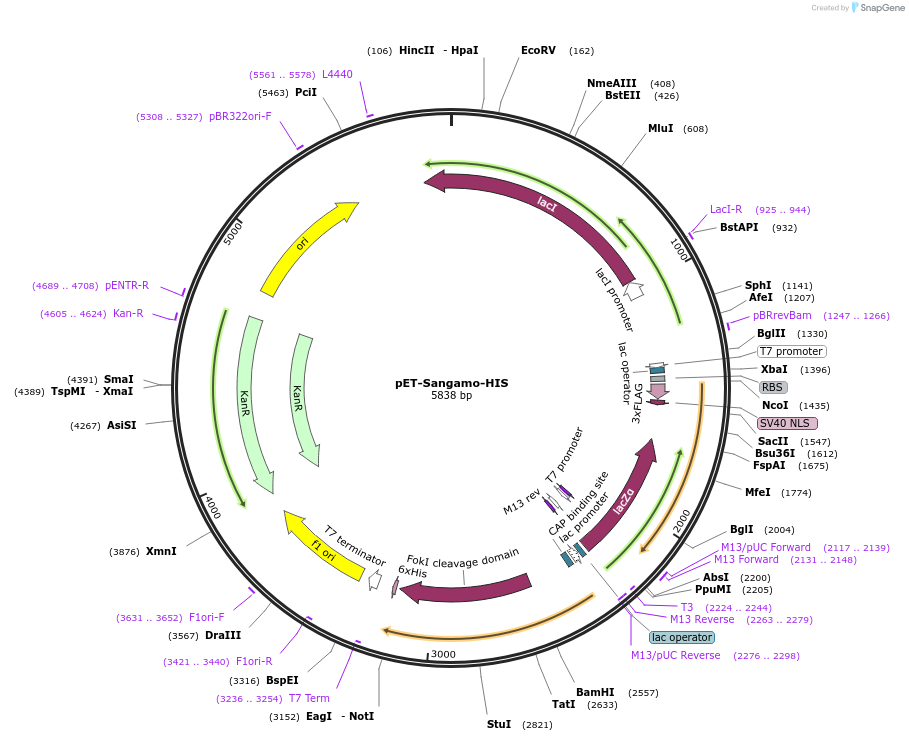 40787-plasmid-map-sequence-id-68902