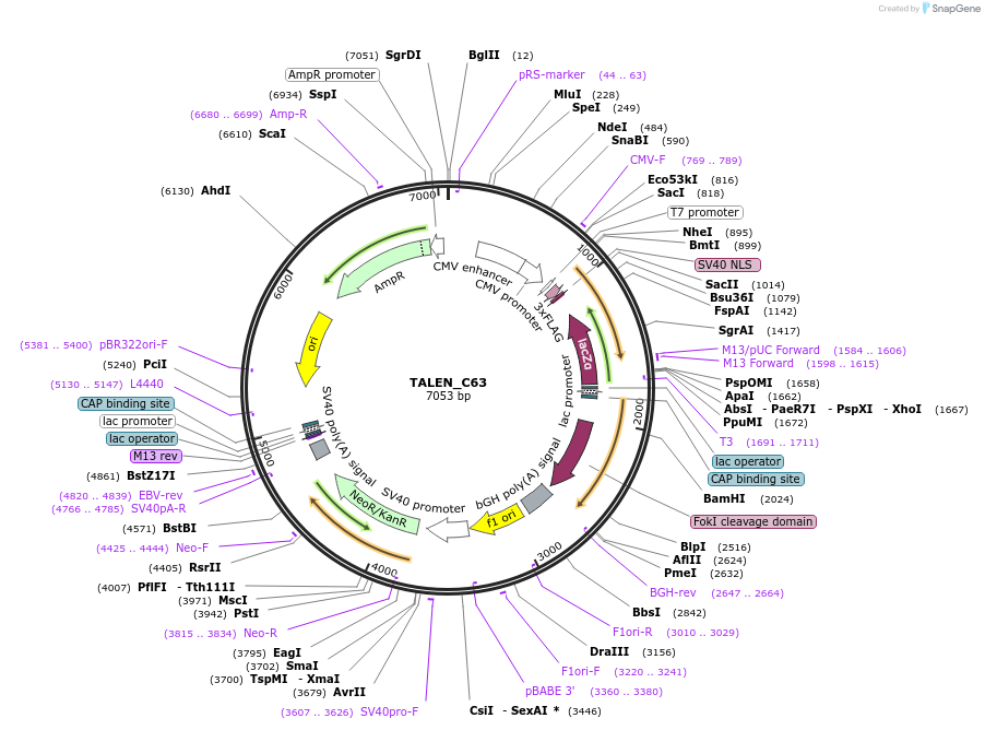 40788-plasmid-map-sequence-id-68904