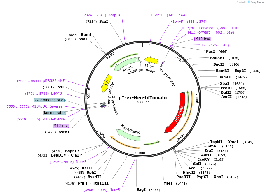 47975-plasmid-map-sequence-id-68943