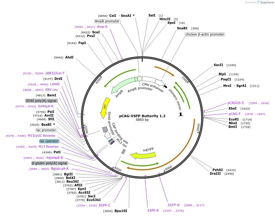 47978-plasmid-map-sequence-id-68947
