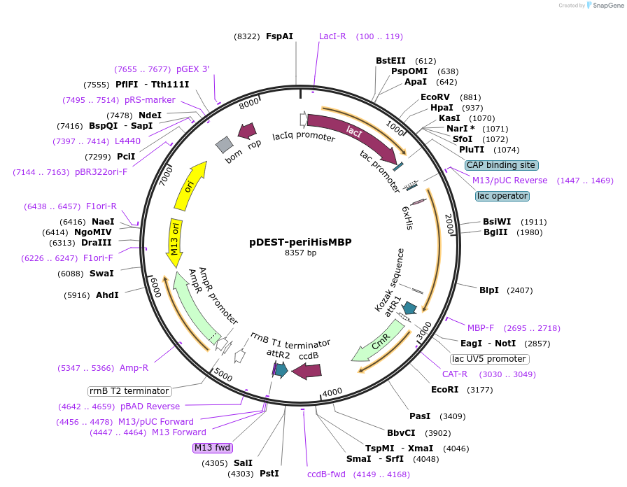 11086-plasmid-map-sequence-id-6898