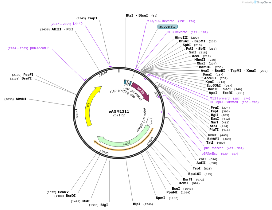 47983-plasmid-map-sequence-id-68983