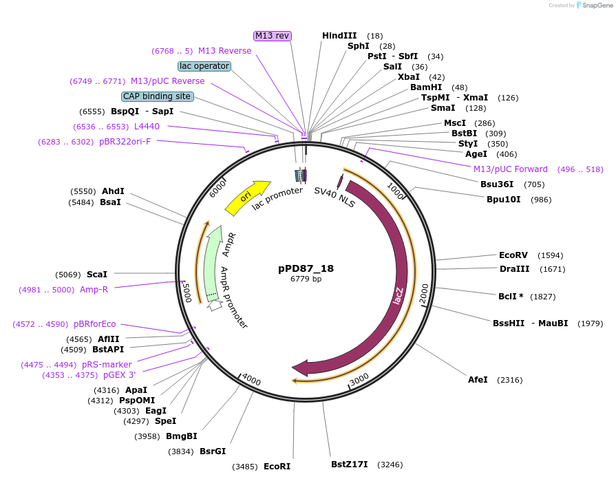 1458-plasmid-map-sequence-id-69