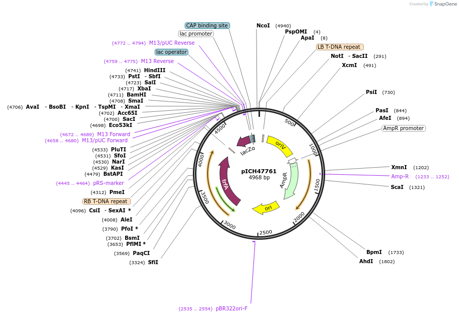 48003-plasmid-map-sequence-id-69003