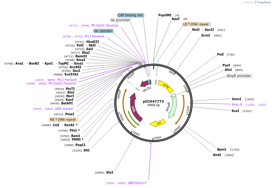 48004-plasmid-map-sequence-id-69004