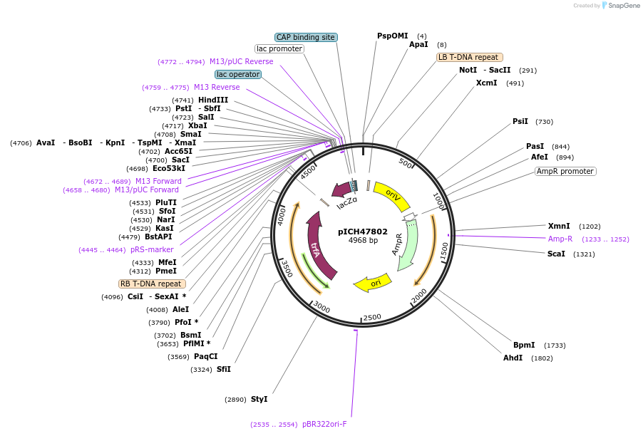 48007-plasmid-map-sequence-id-69007
