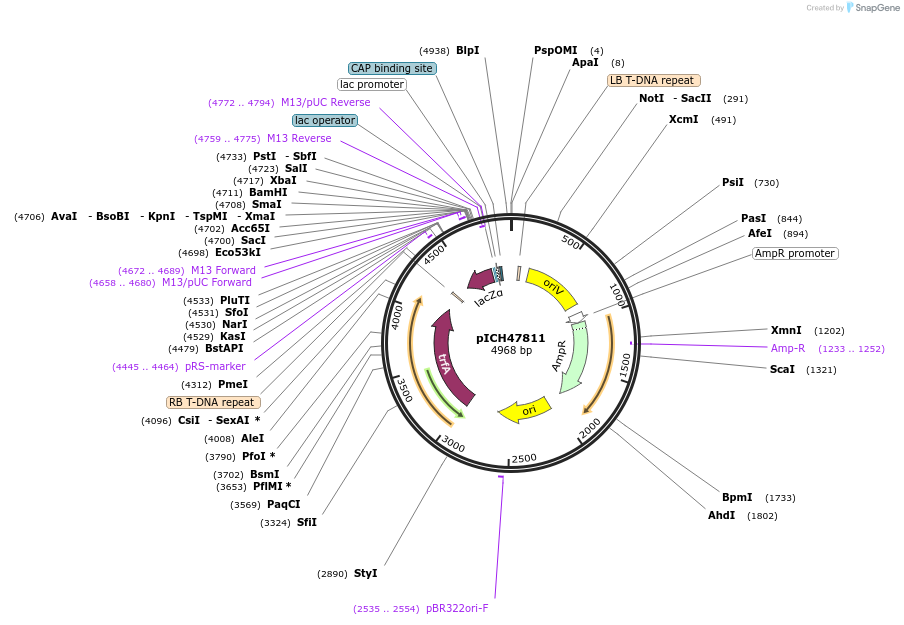 48008-plasmid-map-sequence-id-69008