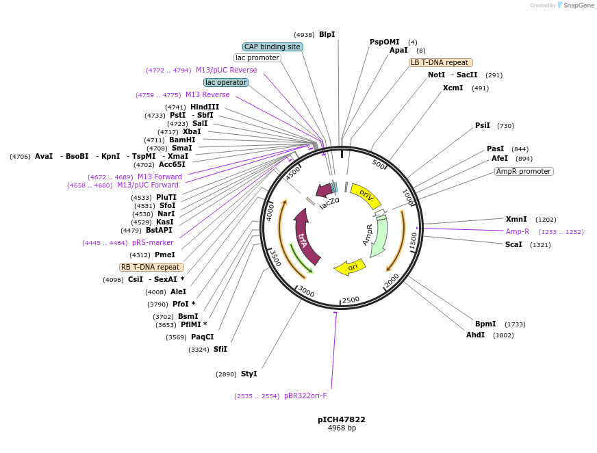 48009-plasmid-map-sequence-id-69009