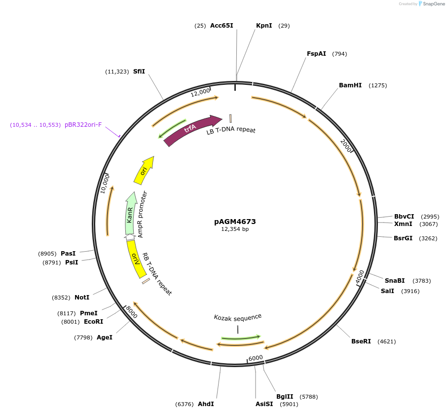 48014-plasmid-map-sequence-id-69014
