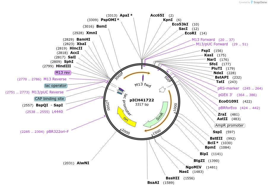 48016-plasmid-map-sequence-id-69016
