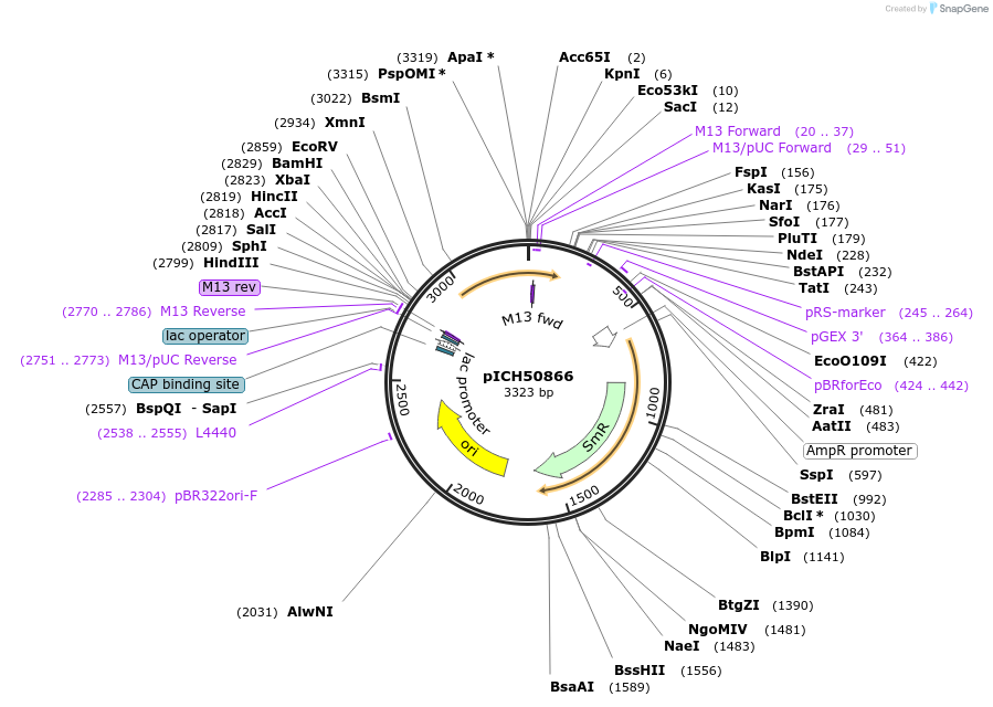 48022-plasmid-map-sequence-id-69022