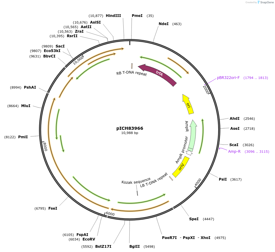 48030-plasmid-map-sequence-id-69030
