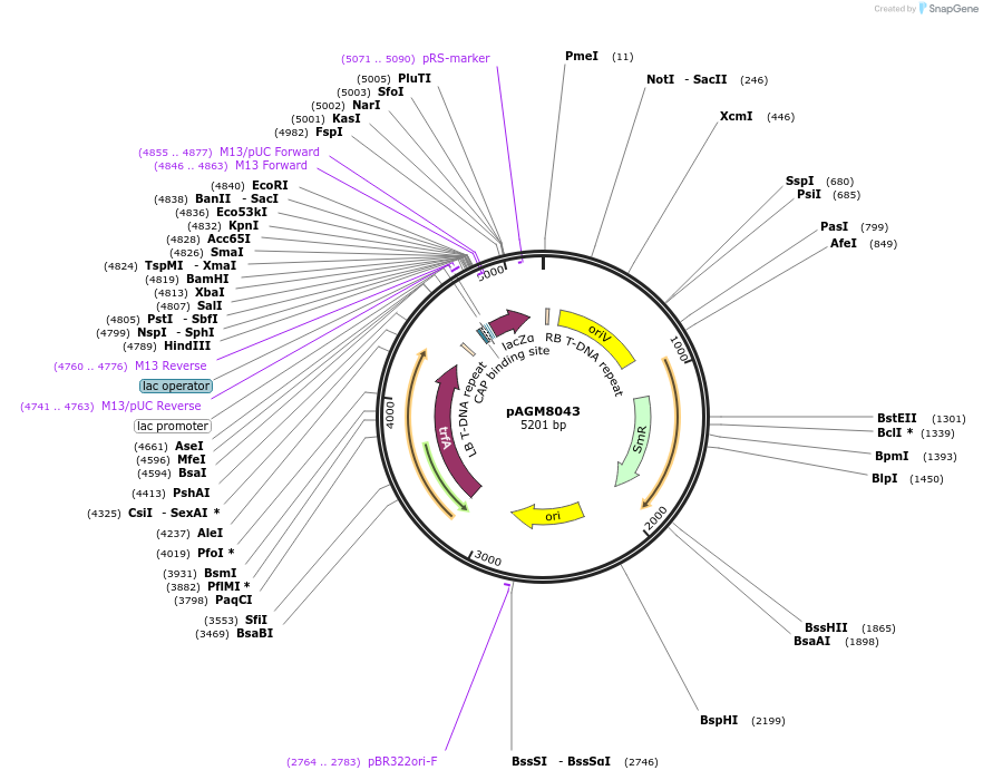 48038-plasmid-map-sequence-id-69038