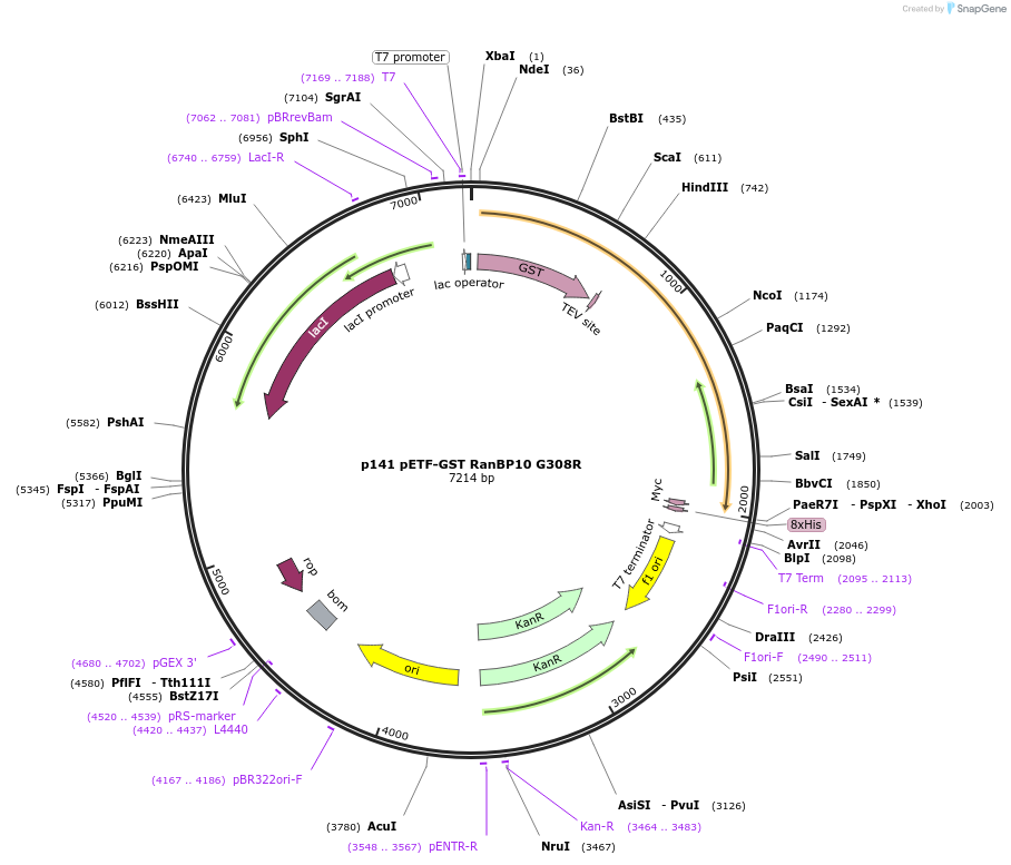 11094-plasmid-map-sequence-id-6905