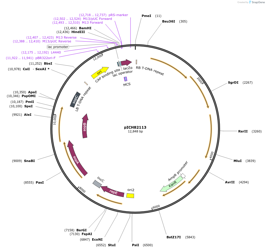 48073-plasmid-map-sequence-id-69073