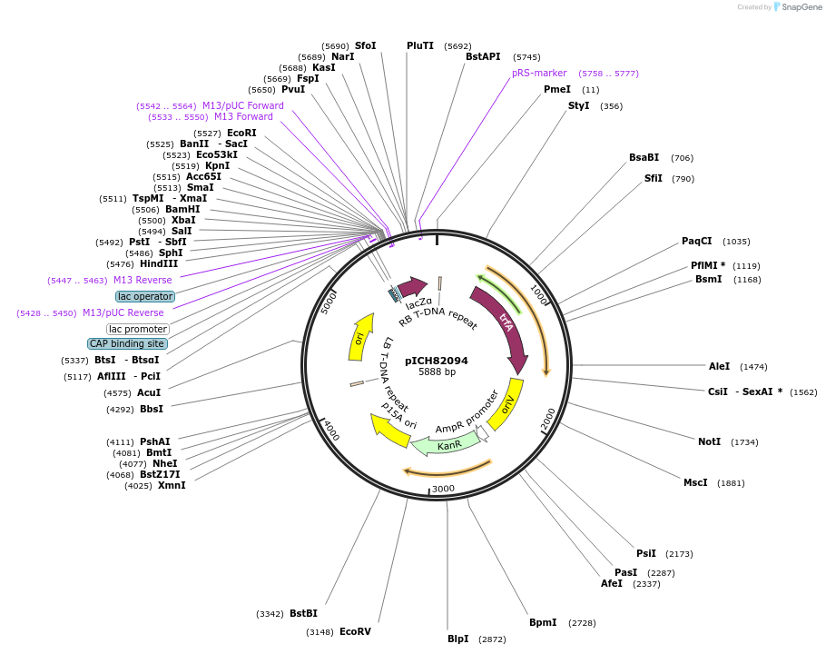 48074-plasmid-map-sequence-id-69074