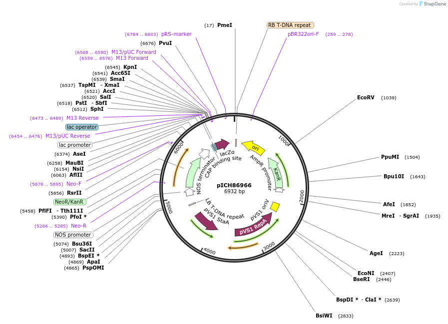 48075-plasmid-map-sequence-id-69075