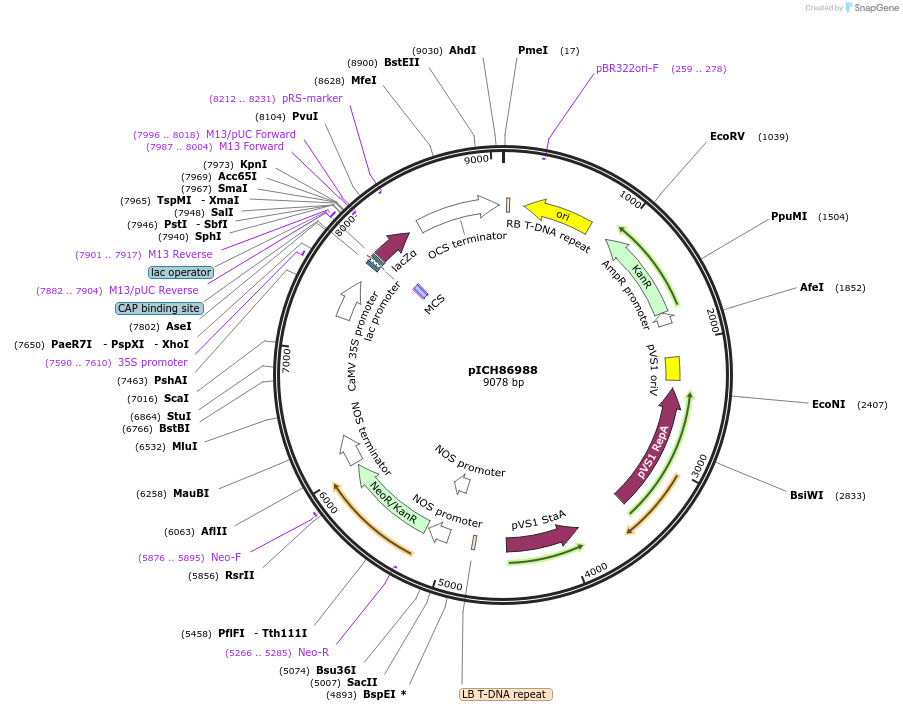48076-plasmid-map-sequence-id-69076