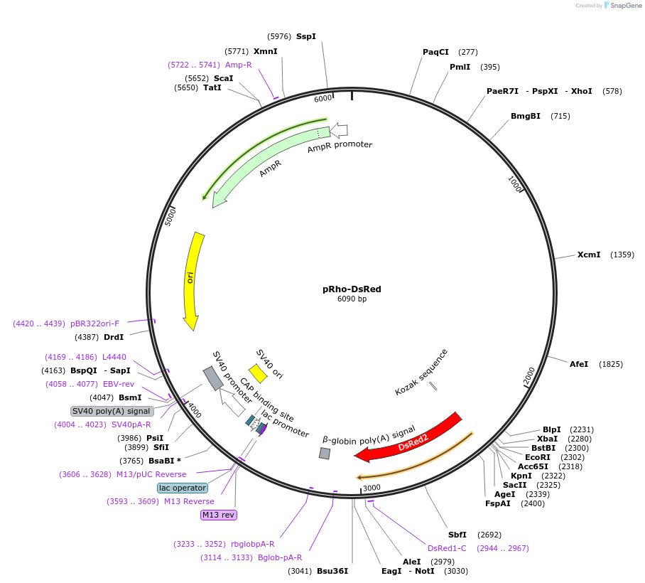 11156-plasmid-map-sequence-id-6913