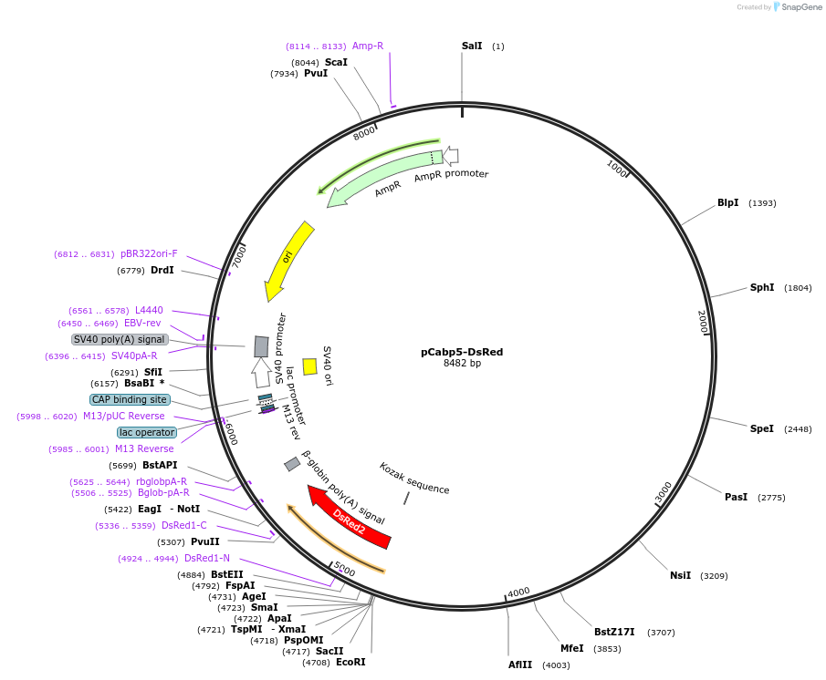 11157-plasmid-map-sequence-id-6914