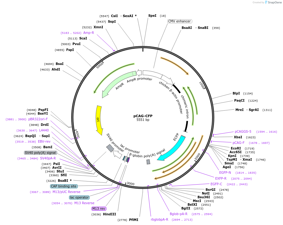 11179-plasmid-map-sequence-id-6918