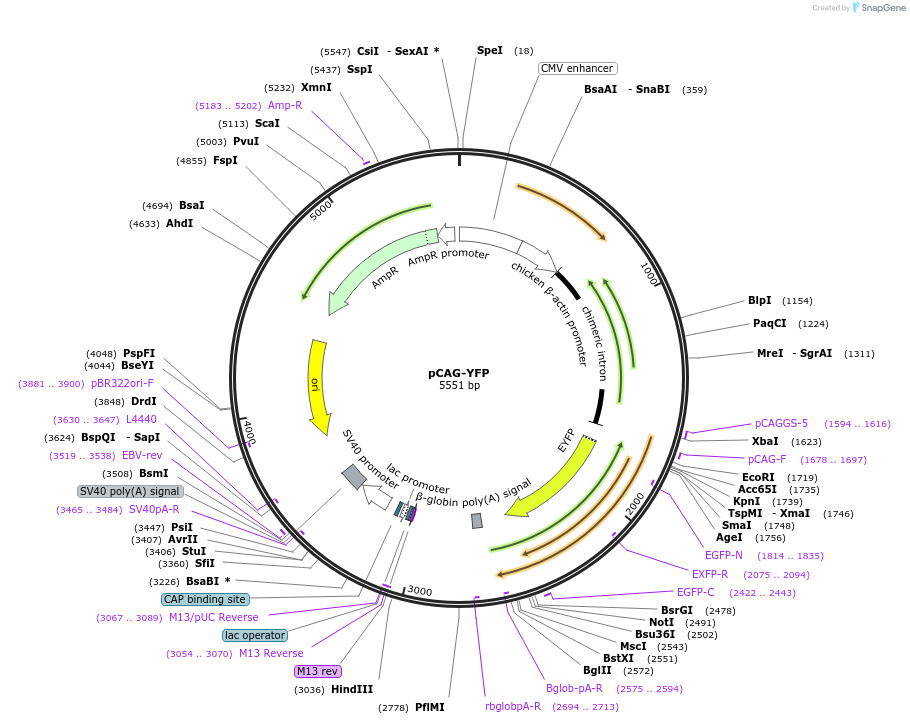 11180-plasmid-map-sequence-id-6919
